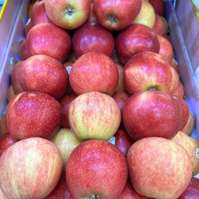 Gala Apple