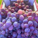 Red Grapes